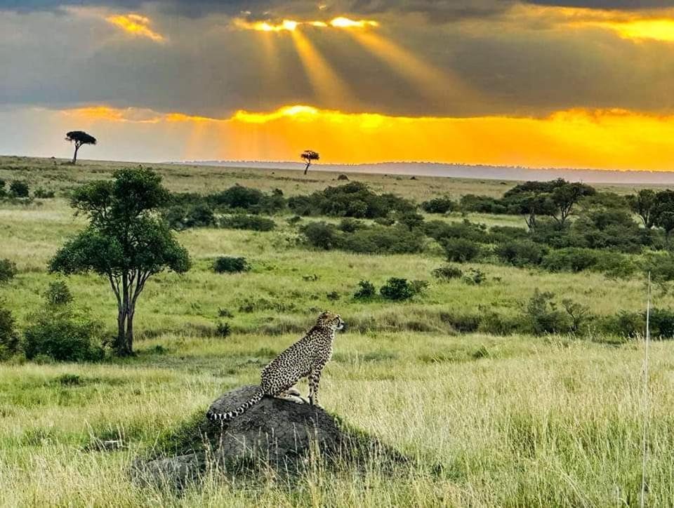 Готель Leruk Maasai Mara Camp Sekenani Екстер'єр фото