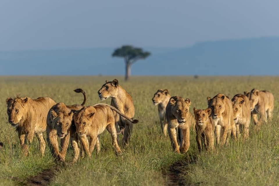 Готель Leruk Maasai Mara Camp Sekenani Екстер'єр фото