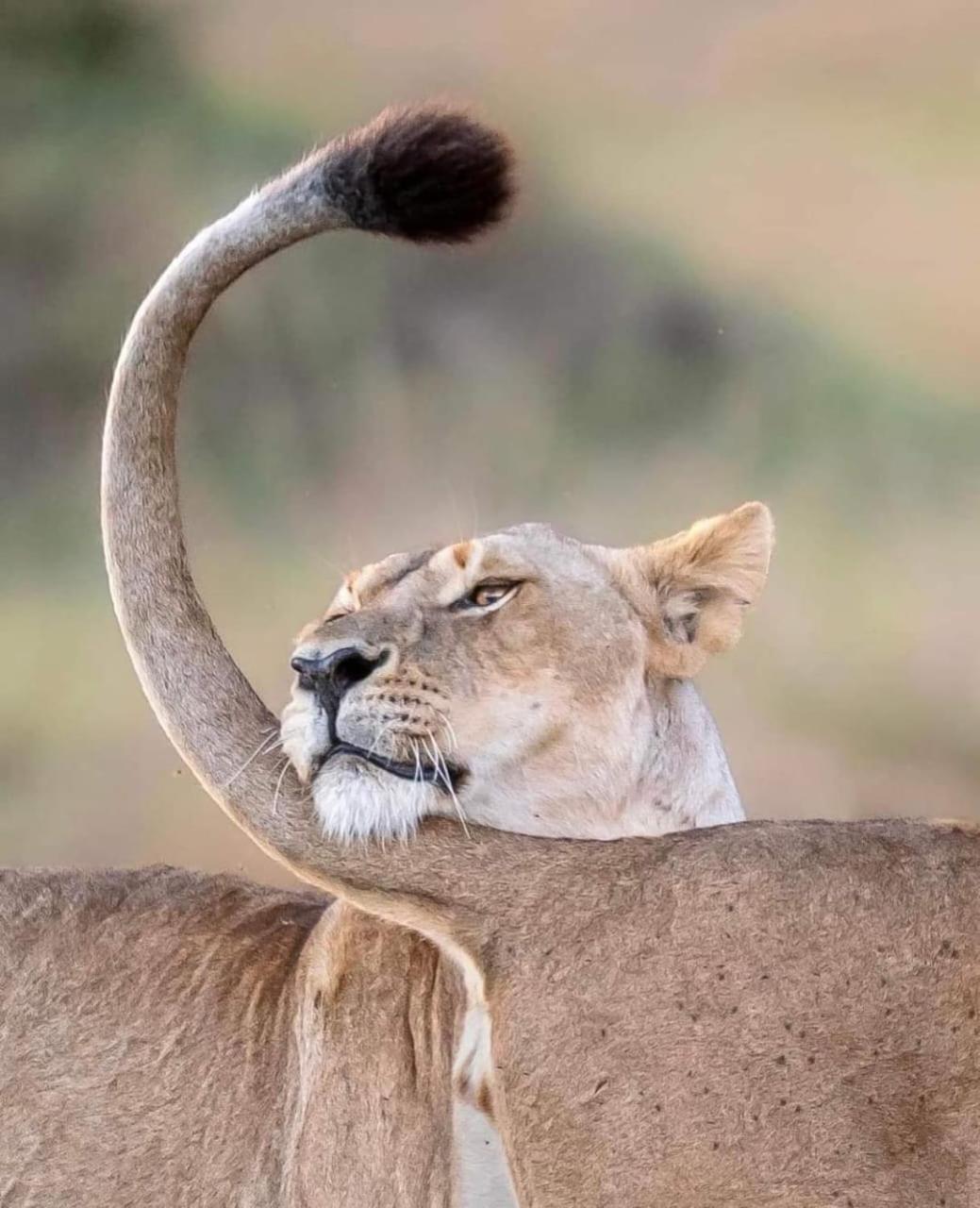 Готель Leruk Maasai Mara Camp Sekenani Екстер'єр фото