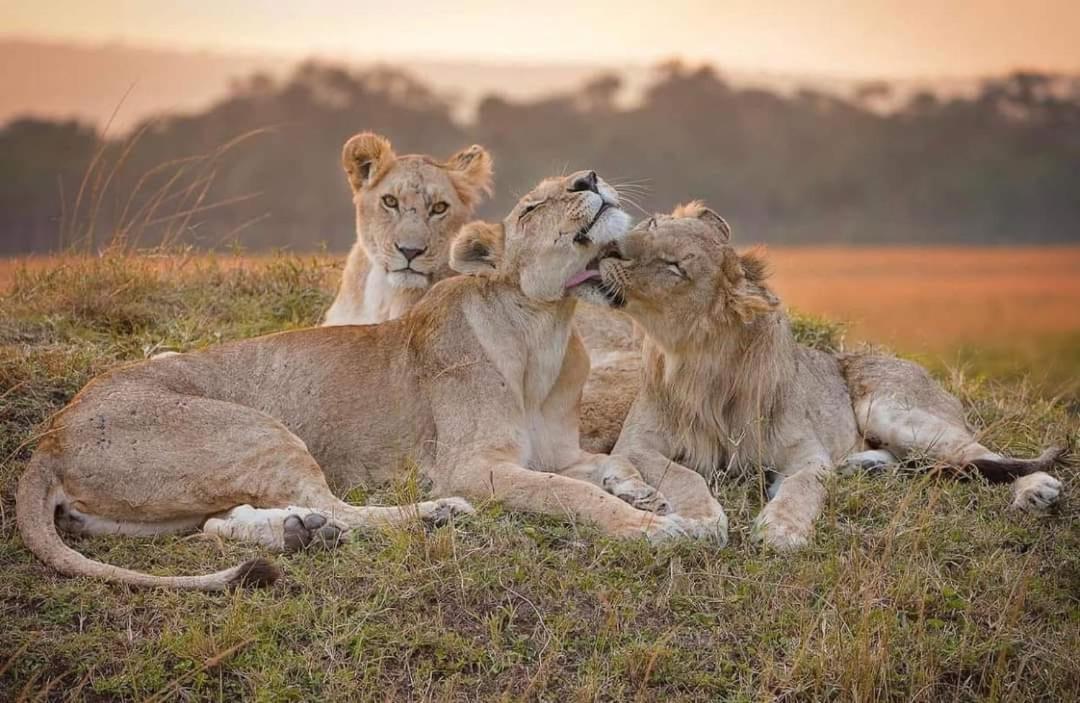 Готель Leruk Maasai Mara Camp Sekenani Екстер'єр фото