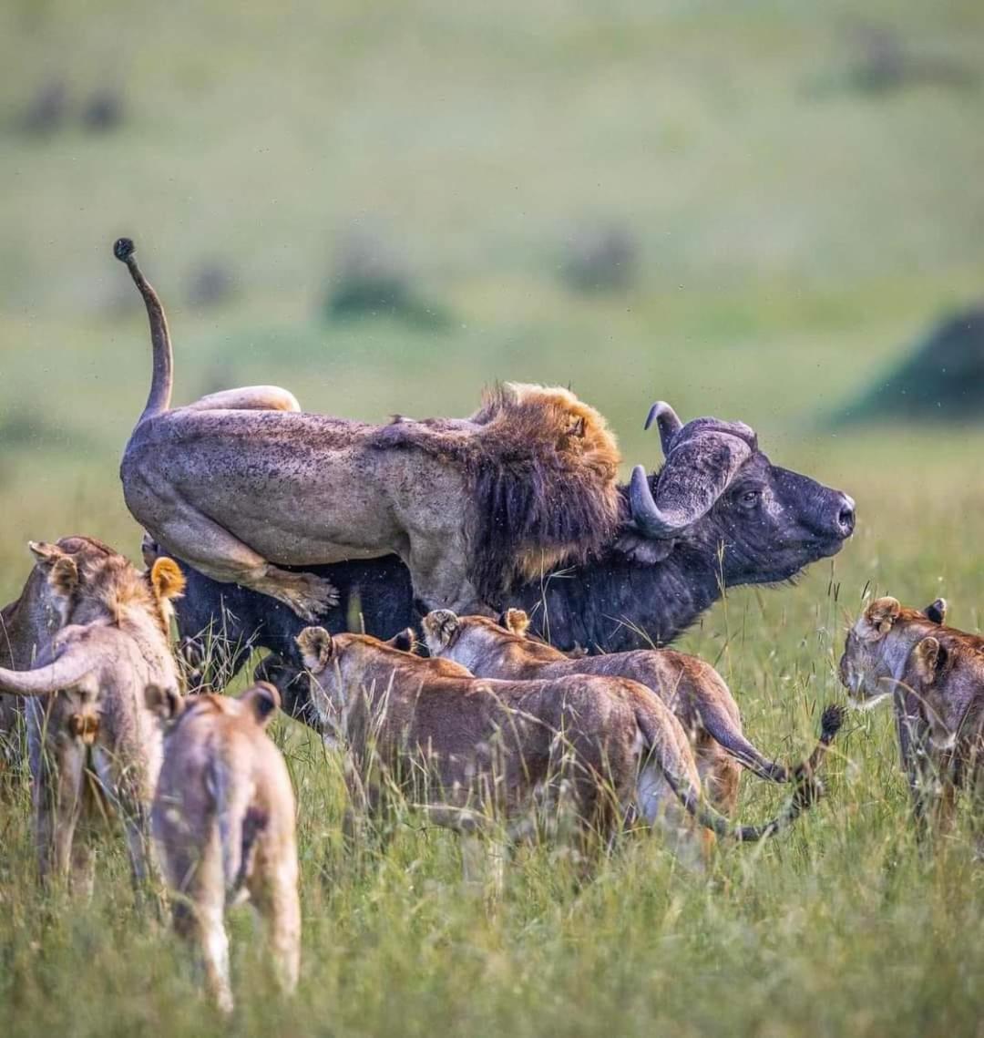 Готель Leruk Maasai Mara Camp Sekenani Екстер'єр фото