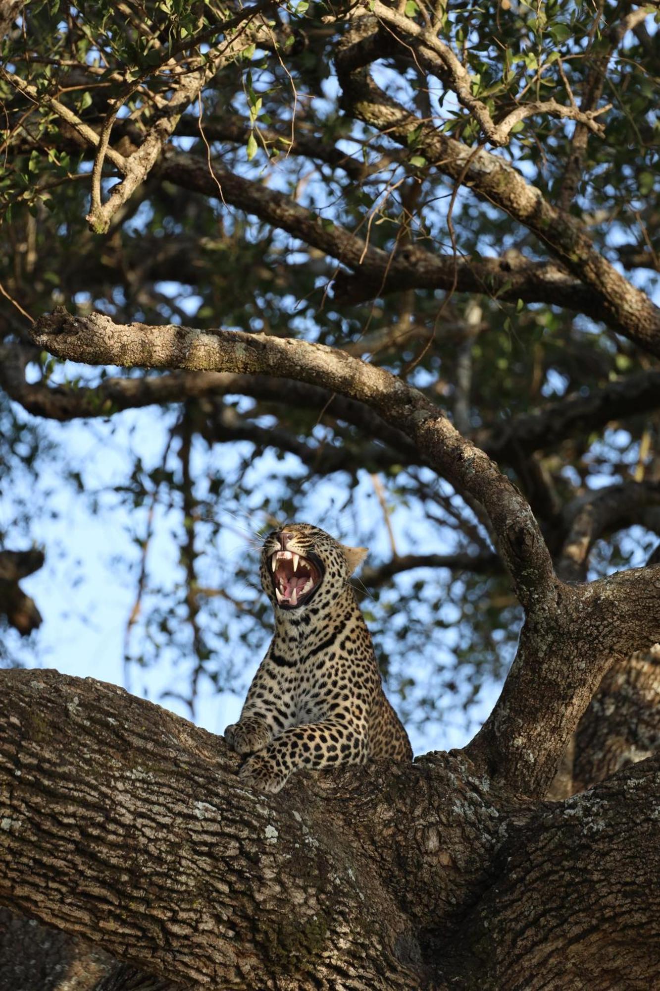 Готель Leruk Maasai Mara Camp Sekenani Екстер'єр фото